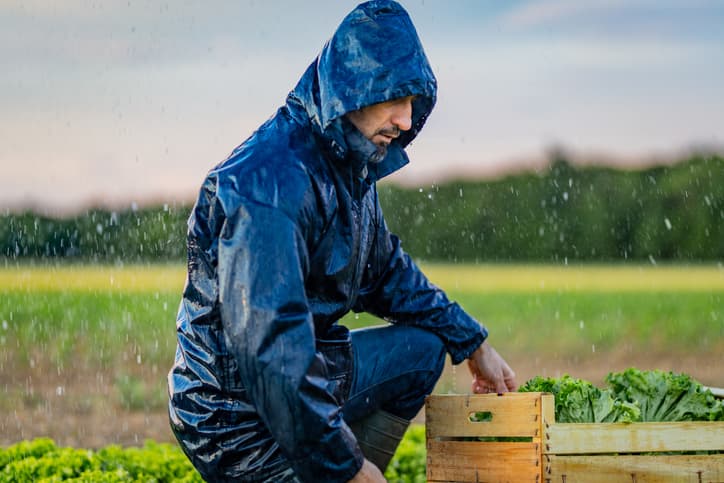 Farmer working on lettuce plantation in field in rainy day