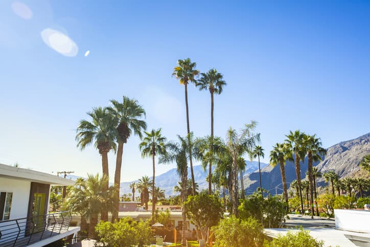Sunny daytime palm tree view of Palm Springs, California.
