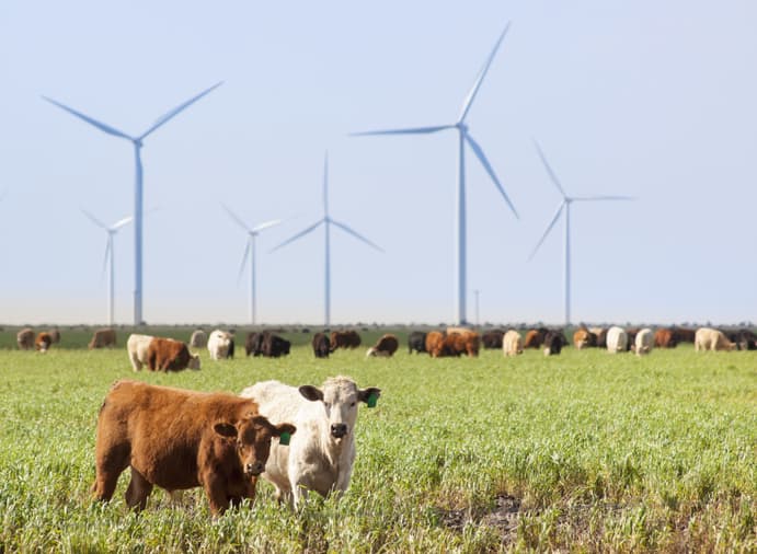 Image of wind turbines on wind farm near Amarillo, Texas, with cattle grazing in foreground.