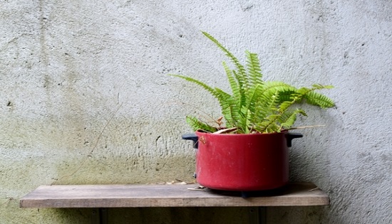 8 Cubicle-Friendly Plants to Green Your Workspace